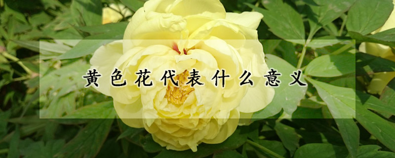 黄色花代表什么意义