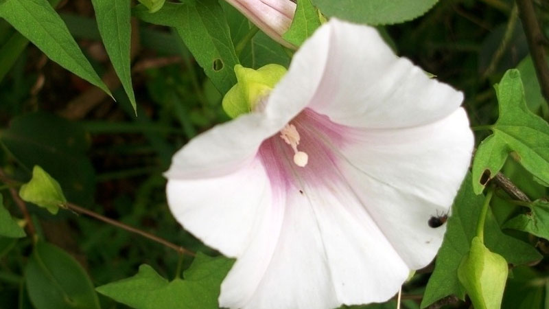 牵牛花长什么样