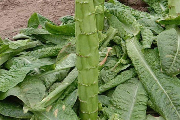 莴笋的种植方法