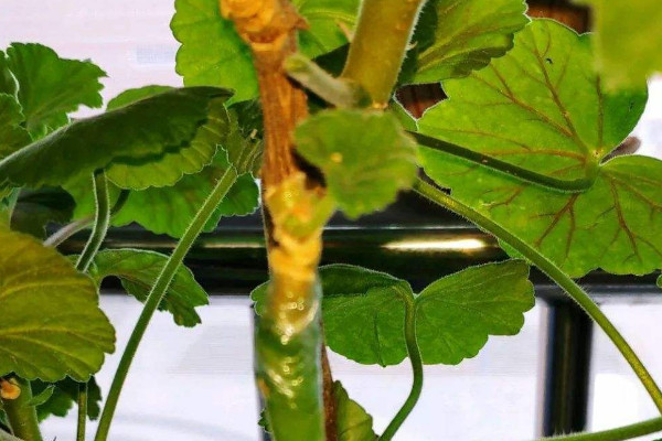 玉树嫁接长寿花的方法和注意事项