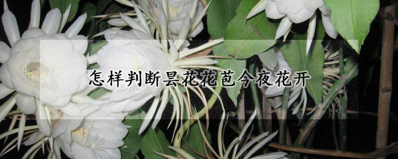 怎样判断昙花花苞今夜花开