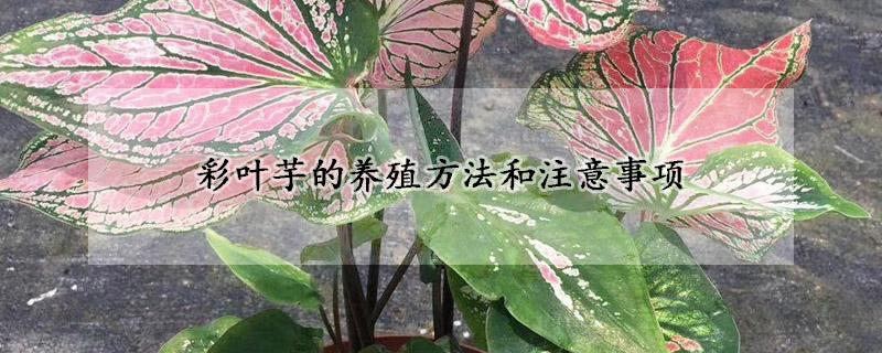 彩叶芋的养殖方法和注意事项