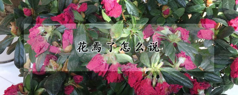 花焉了怎么说