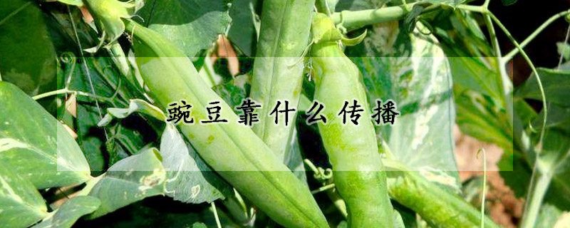 豌豆靠什么传播