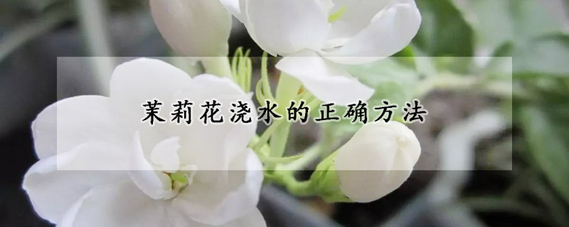 茉莉花浇水的正确方法