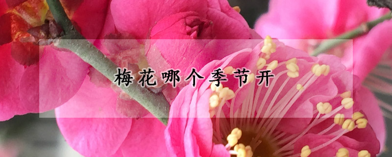 梅花哪个季节开