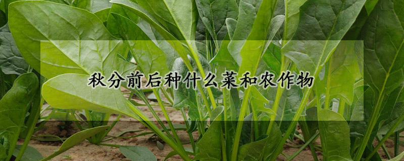 秋分前后种什么菜和农作物