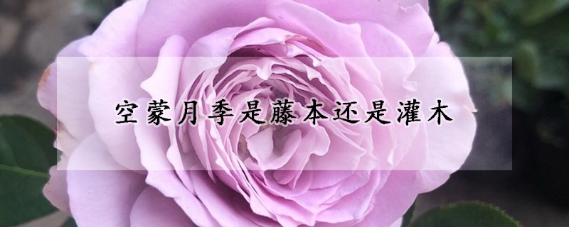 空蒙月季是藤本还是灌木