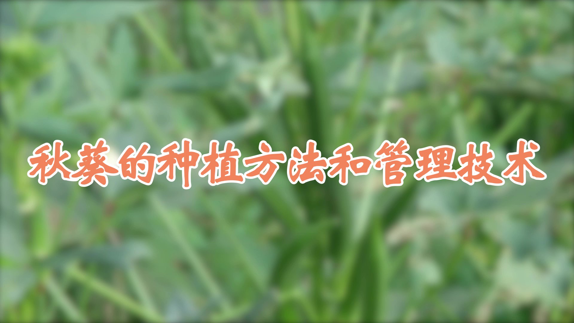 秋葵的种植方法和管理技术