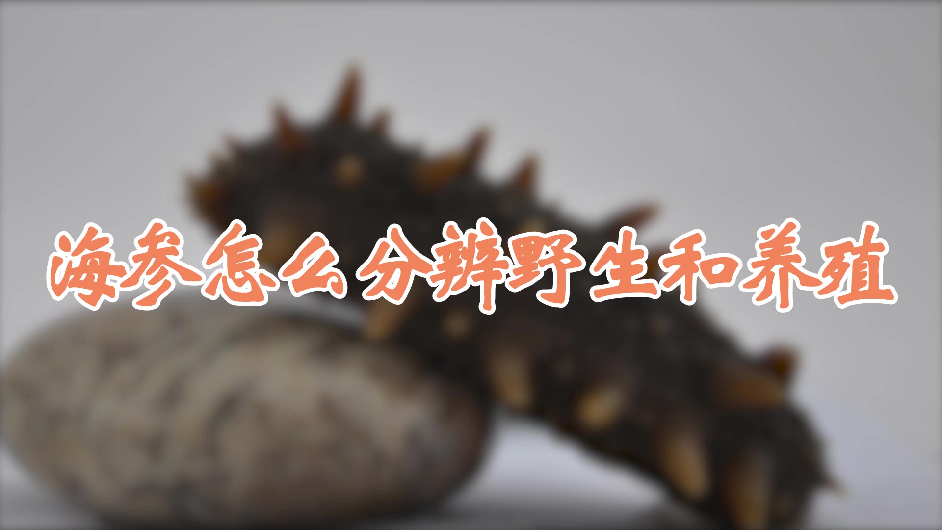 海参怎么分辨野生和养殖
