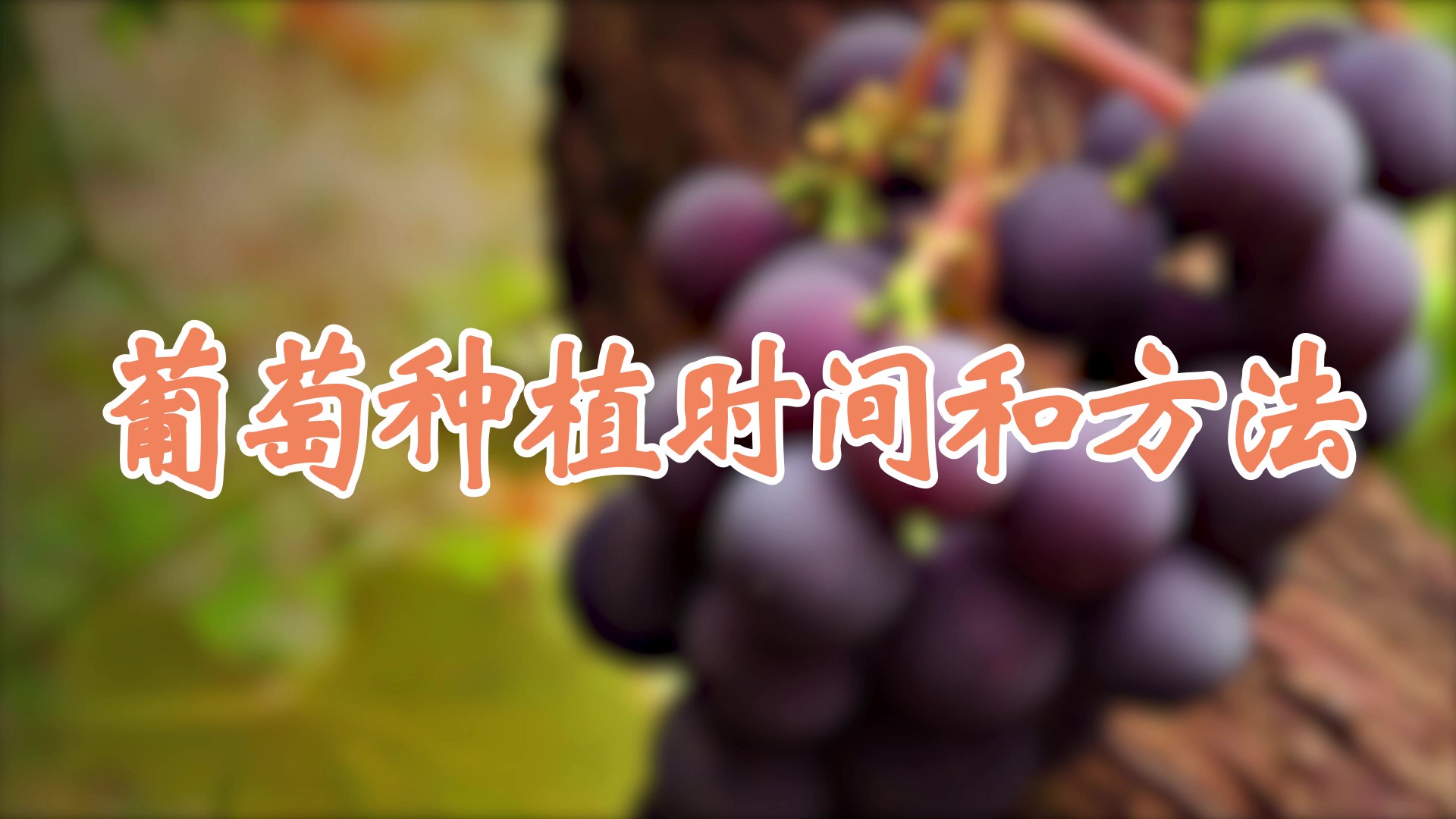 葡萄种植时间和方法