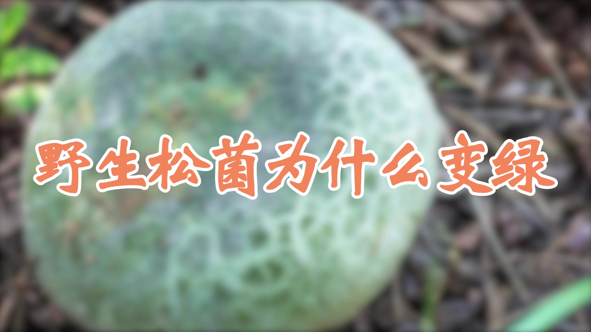 野生松菌为什么变绿