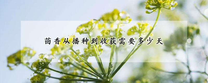 茴香从播种到收获需要多少天