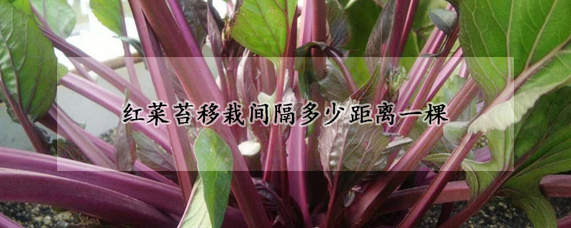 红菜苔移栽间隔多少距离一棵