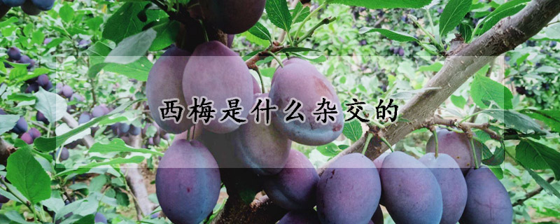 西梅是什么杂交的