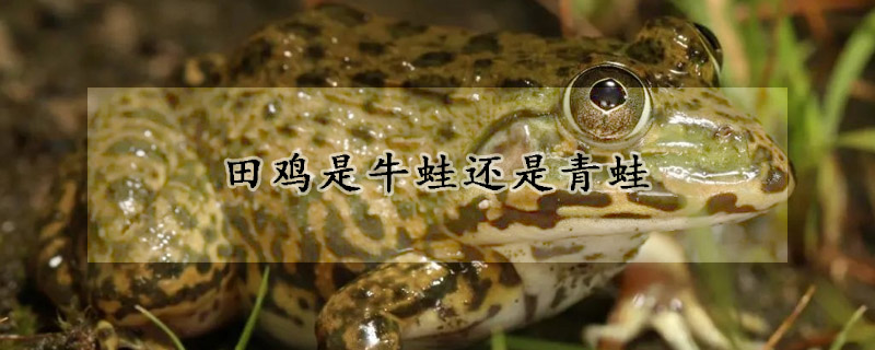 田鸡是牛蛙还是青蛙