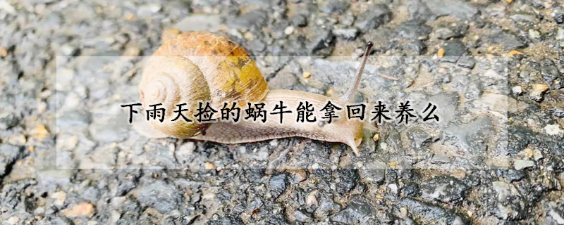 下雨天捡的蜗牛能拿回来养么