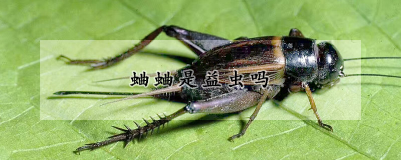蛐蛐是益虫吗