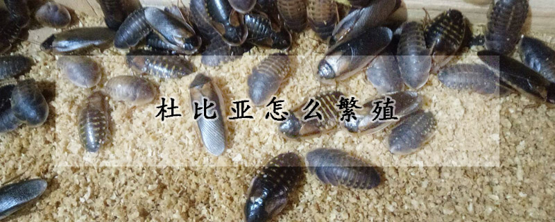 杜比亚怎么繁殖