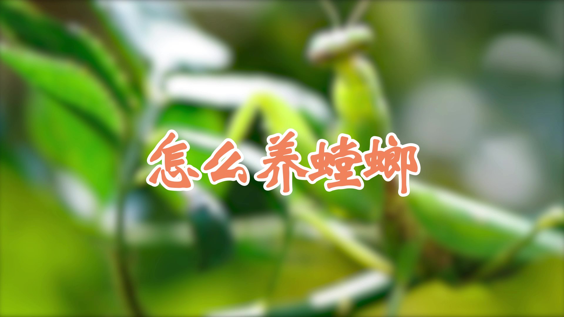 怎么养螳螂