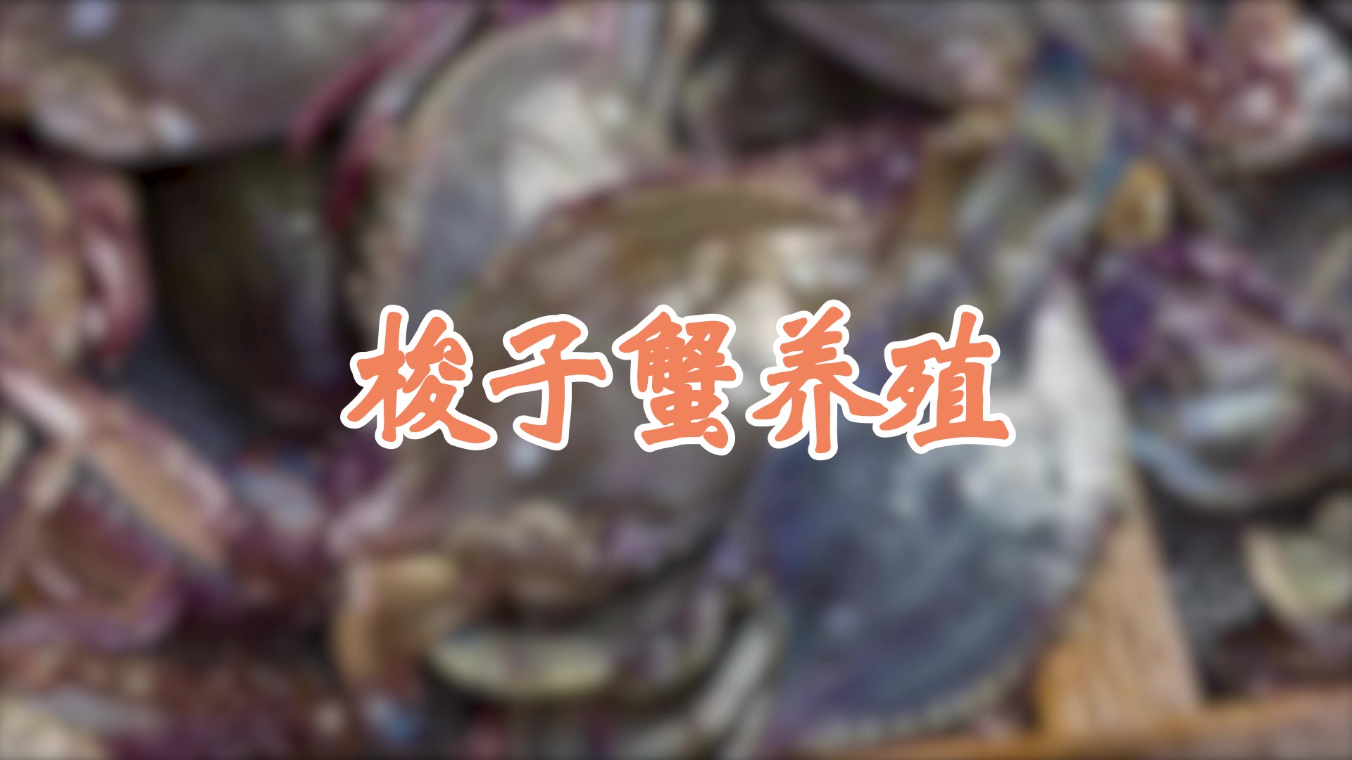梭子蟹养殖