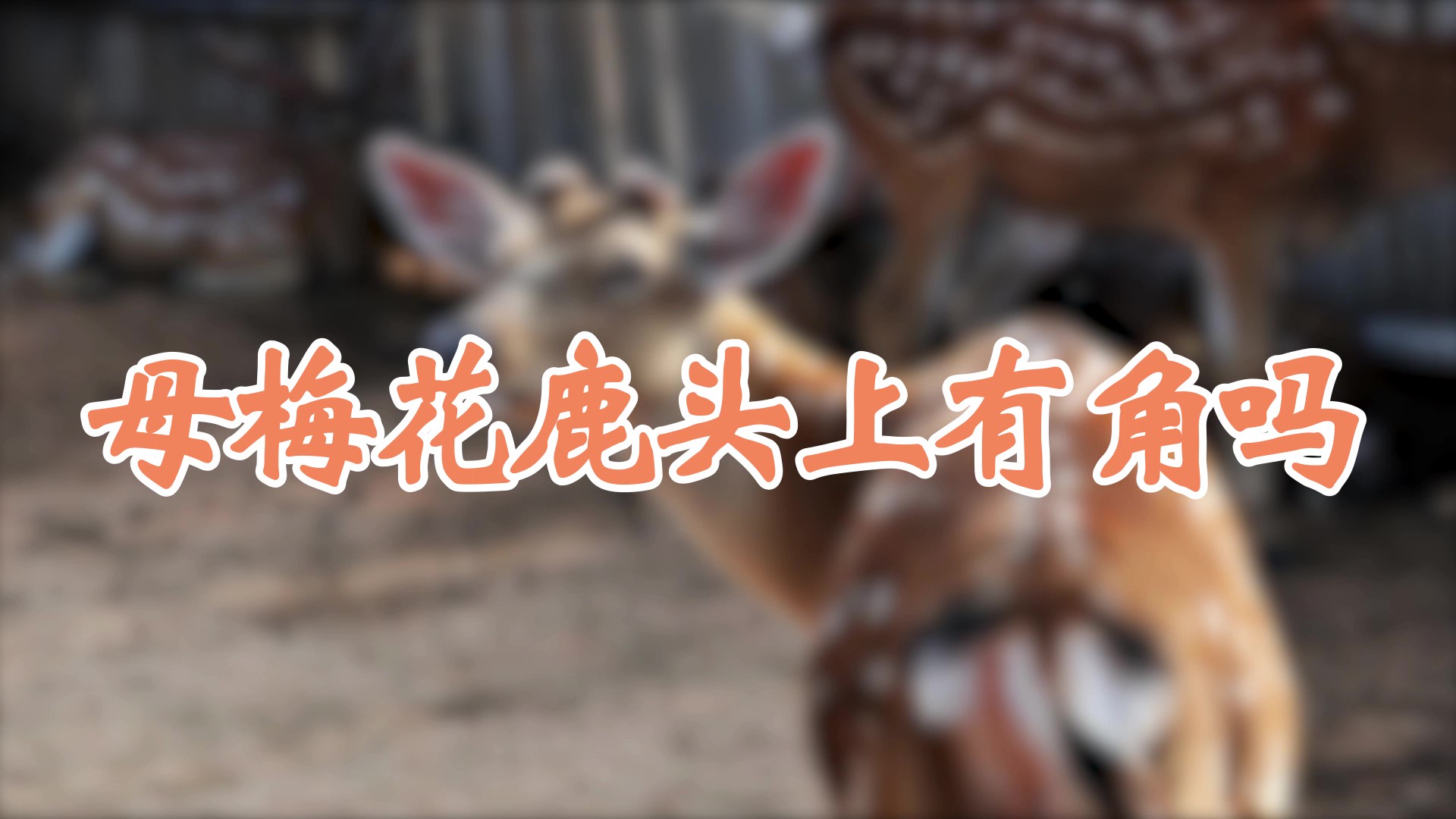 母梅花鹿头上有角吗