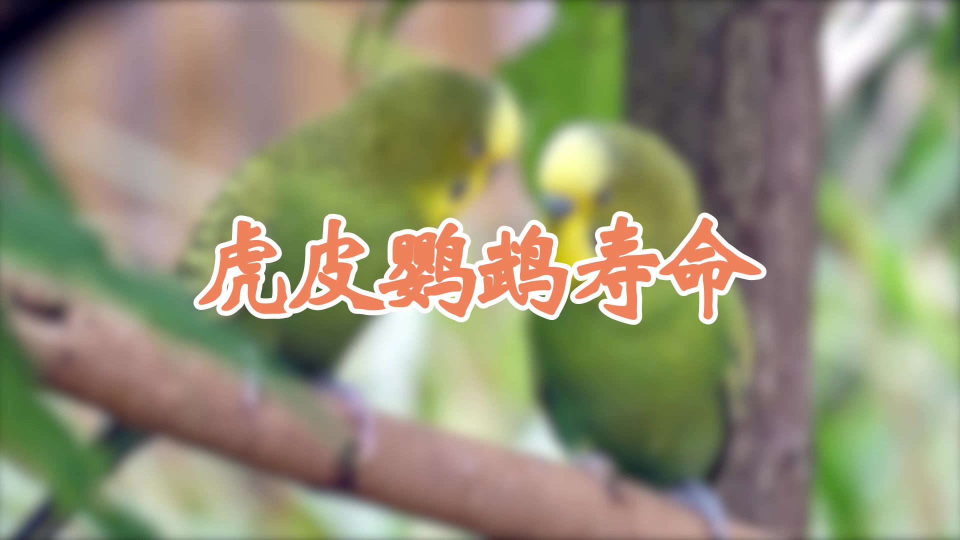 虎皮鹦鹉寿命