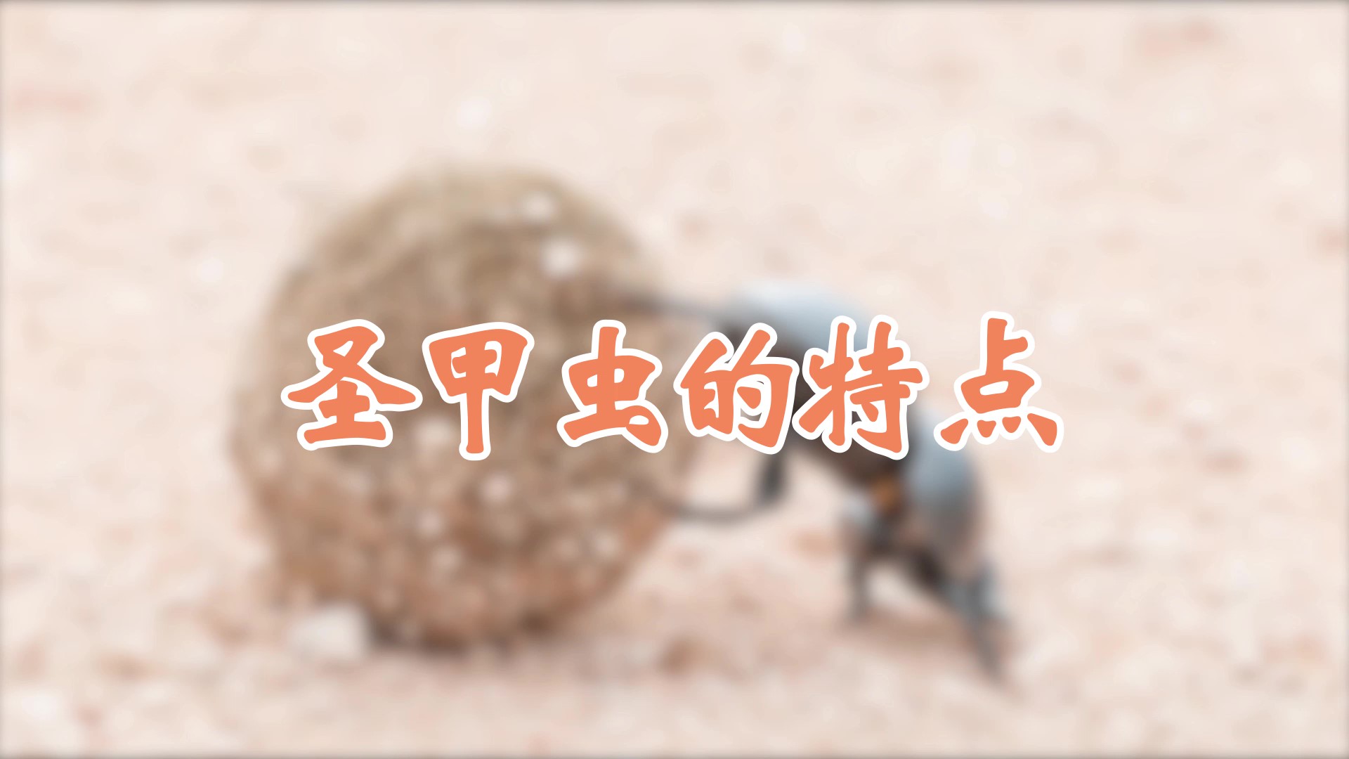 圣甲虫的特点