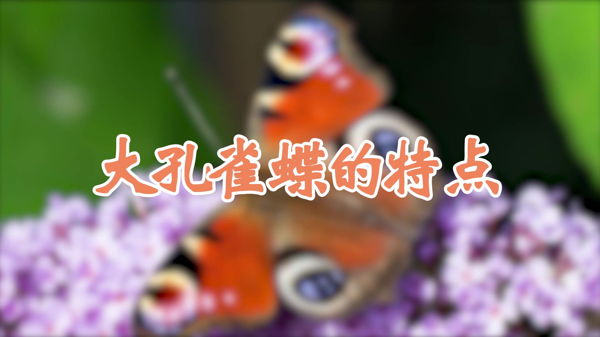 大孔雀蝶的特点