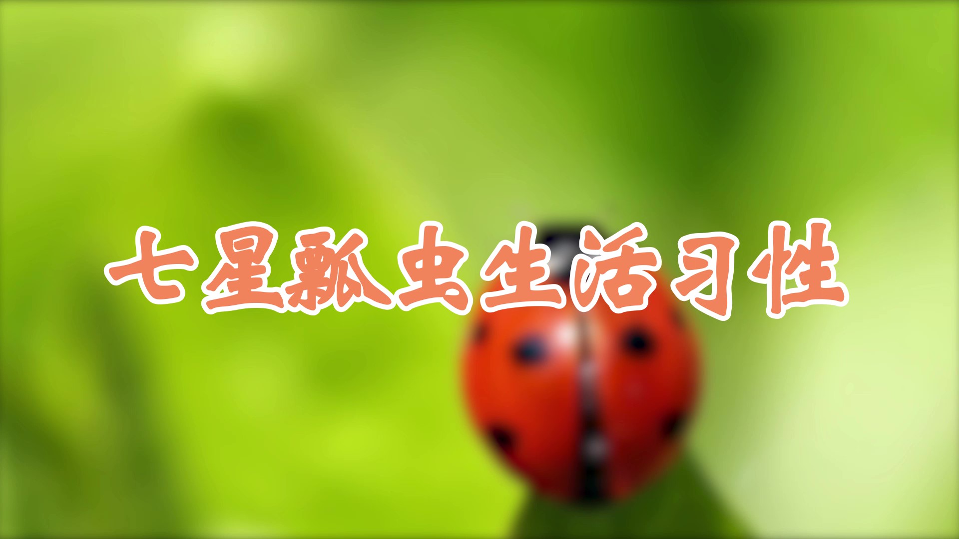 七星瓢虫生活习性