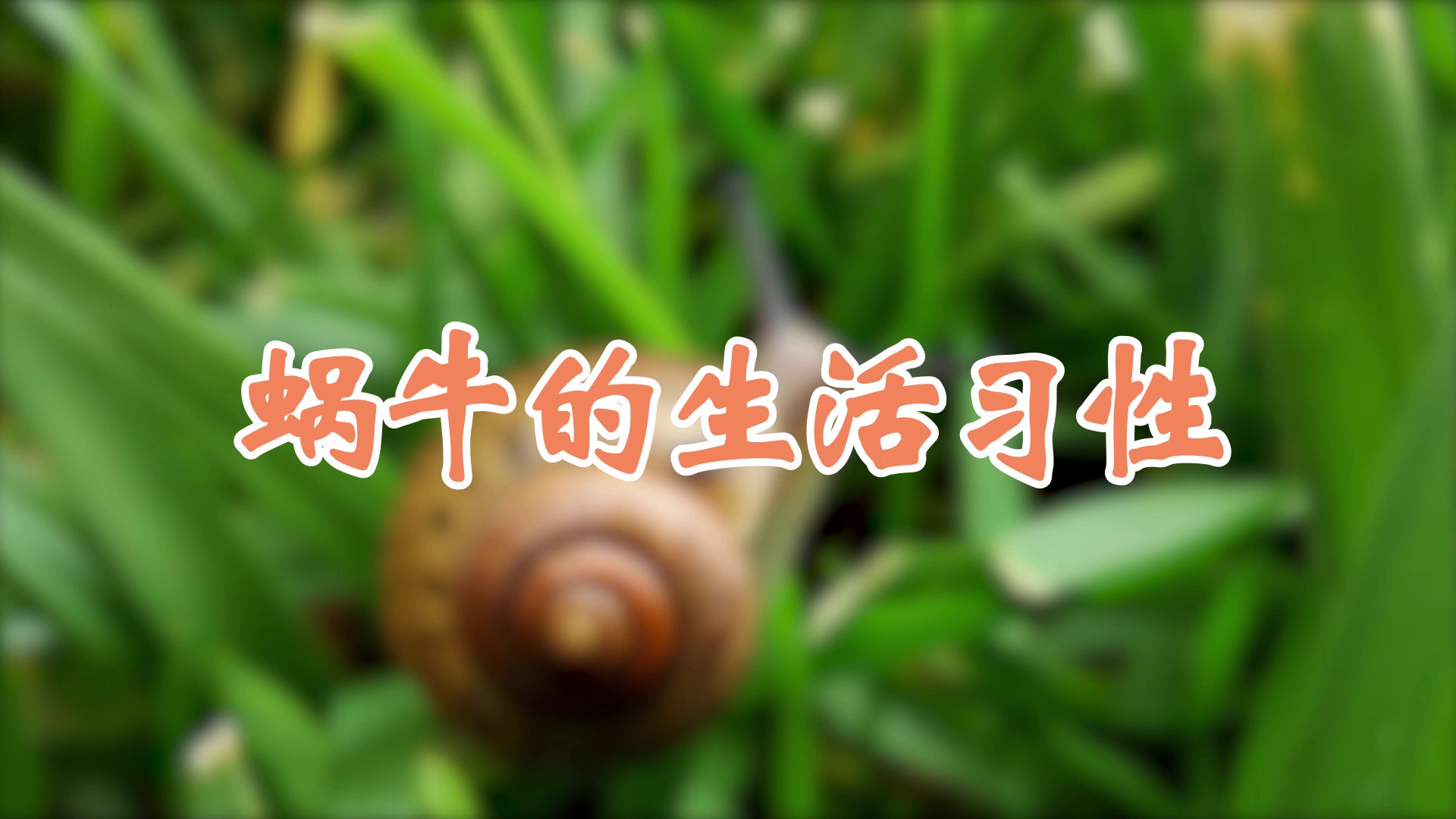 蜗牛的生活习性