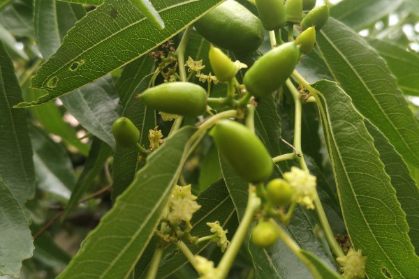 青枣开花后要怎么打理才挂果