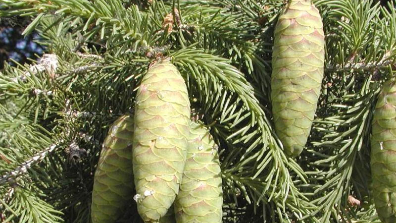 孢子植物和裸子植物的区别