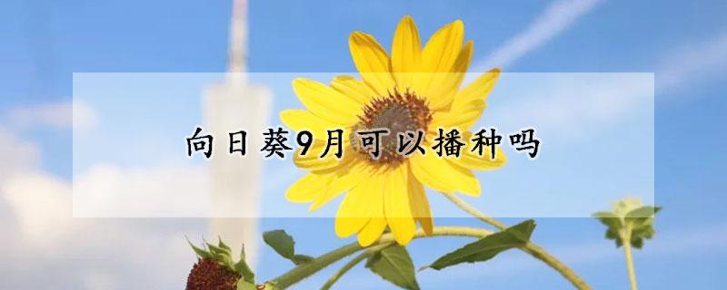 向日葵9月可以播种吗