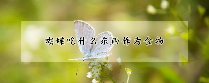 蝴蝶吃什么东西作为食物