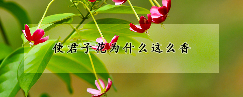 使君子花为什么这么香