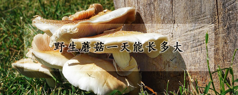 野生蘑菇一天能长多大