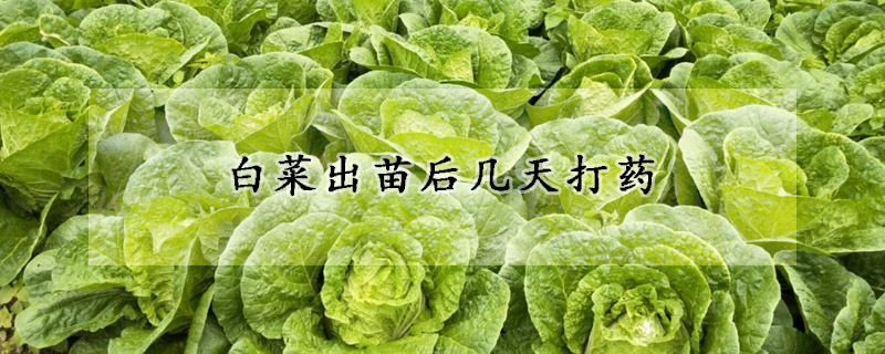 白菜出苗后几天打药