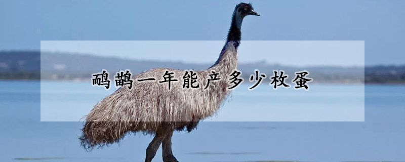 鸸鹋一年能产多少枚蛋