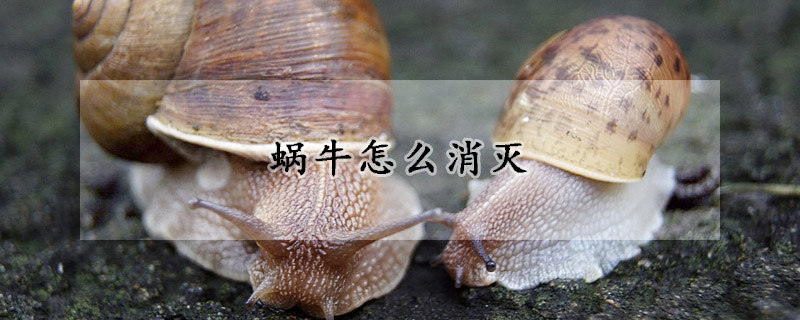 蜗牛怎么消灭