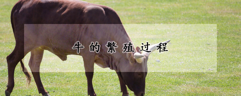 牛的繁殖过程