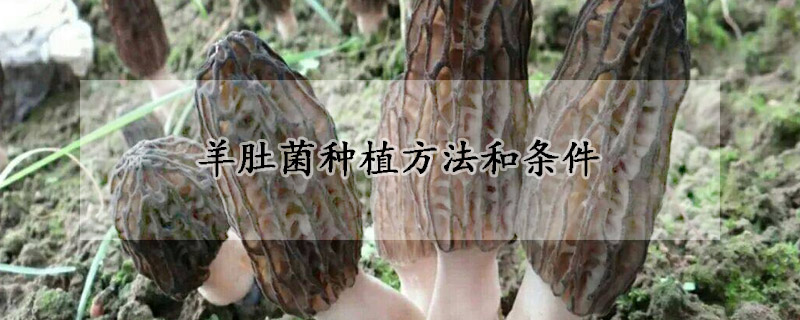 羊肚菌种植方法和条件