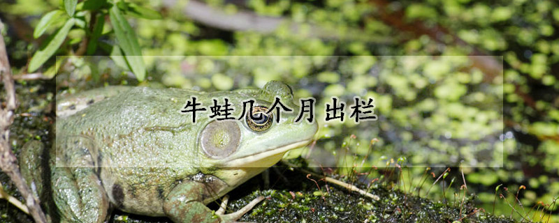 牛蛙几个月出栏