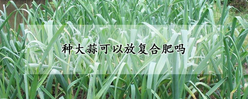 种大蒜可以放复合肥吗