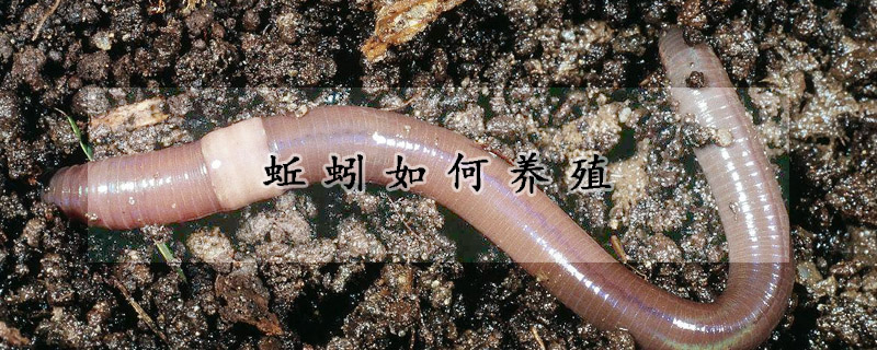 蚯蚓如何养殖