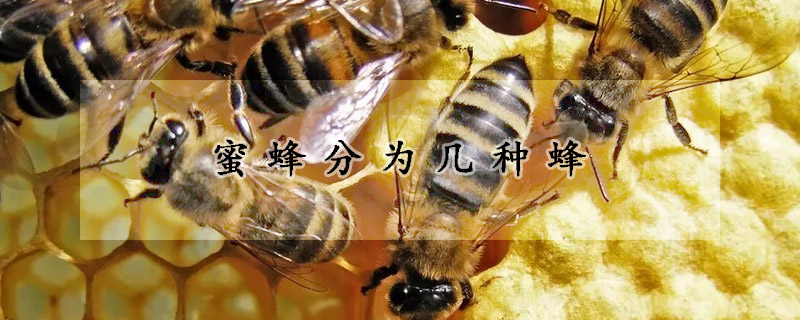 蜜蜂分为几种蜂