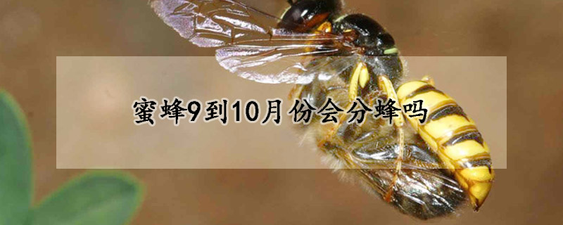 蜜蜂9到10月份会分蜂吗