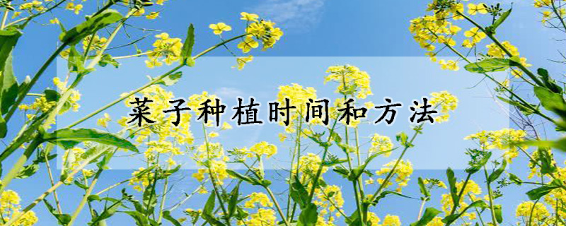 菜子种植时间和方法