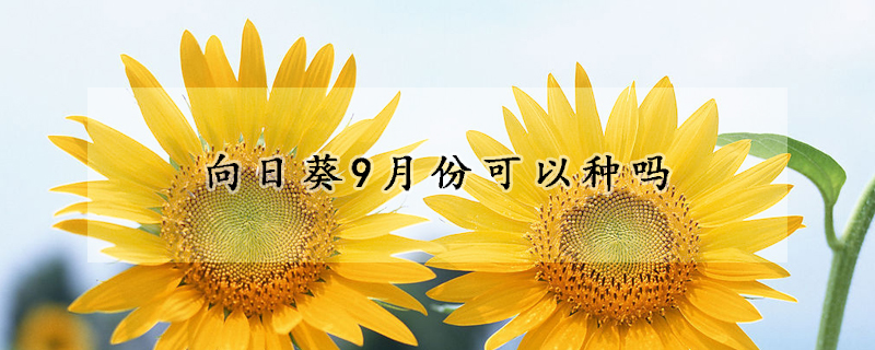 向日葵9月份可以种吗