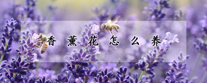 香薰花怎么养